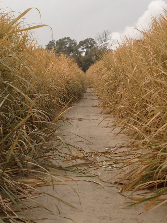 Best Management Practices Following a Freeze in Sugarcane